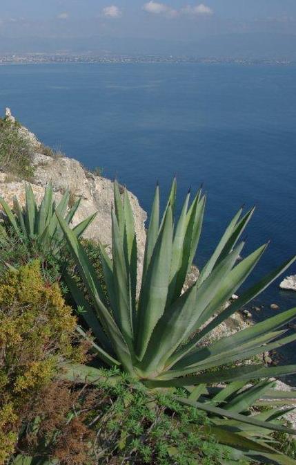Allarme a Trinità «Dopo il rosso il nero, un altro punteruolo»