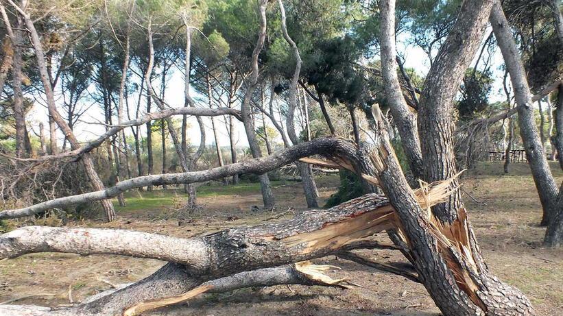 Nuove piantumazioni di alberi e arbusti in tutta la Costa Est