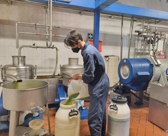 La Festa dell’Olio torna dopo lo stop Camminata e visita al frantoio della Rocca 