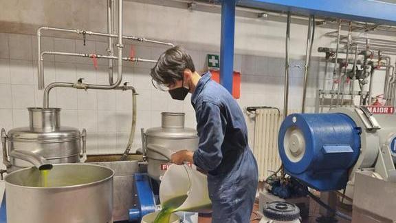 La Festa dell’Olio torna dopo lo stop Camminata e visita al frantoio della Rocca