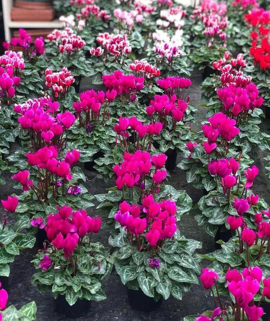 È ripartito in pieno il mercato dei fiori Stagione positiva, ma nubi per il futuro 