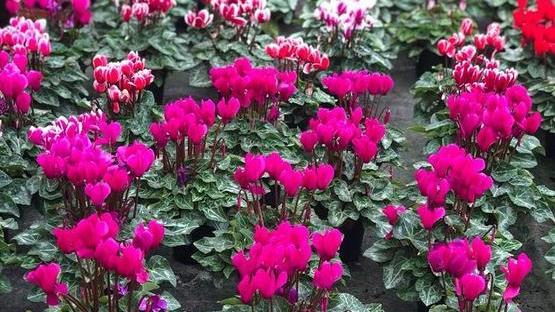 È ripartito in pieno il mercato dei fiori Stagione positiva, ma nubi per il futuro