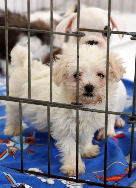 Compra un cucciolo on line ma è truffata dalla venditrice 