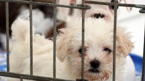 Compra un cucciolo on line ma è truffata dalla venditrice