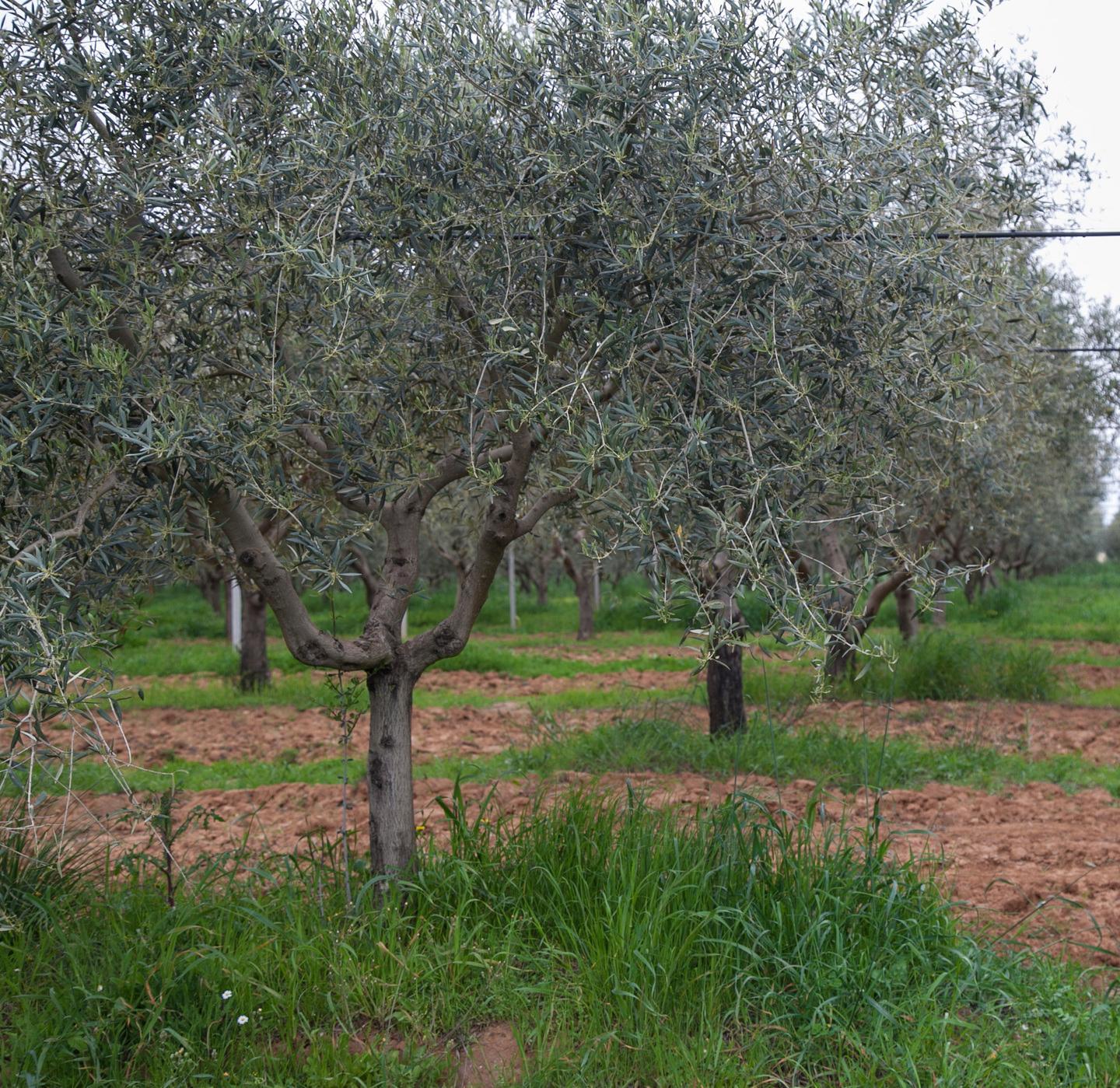 Le campagne in ostaggio dei ladri 