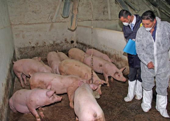 Peste suina, l’isola sotto la lente dell’Ue 