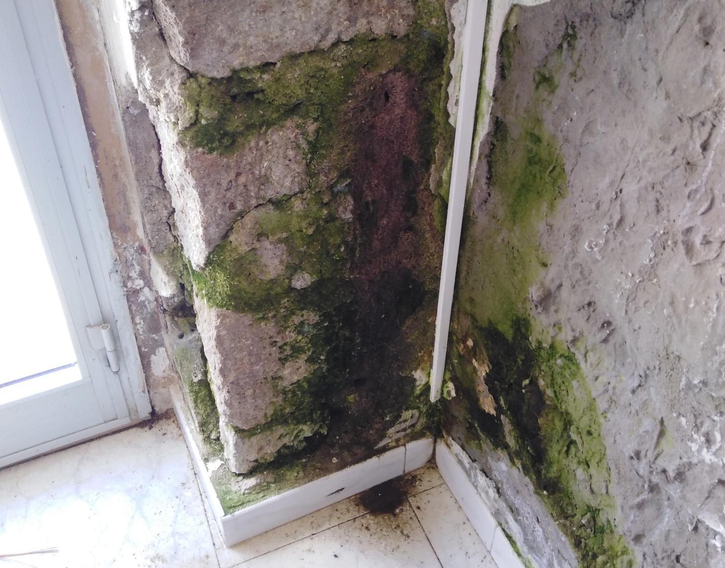 Liquami e muffa nelle case Area 