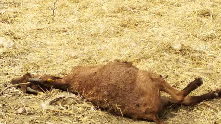 Polinago. «Animali senza cure e lasciati morire»