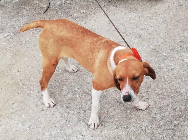 Luna, la canina sbranata dai lupi