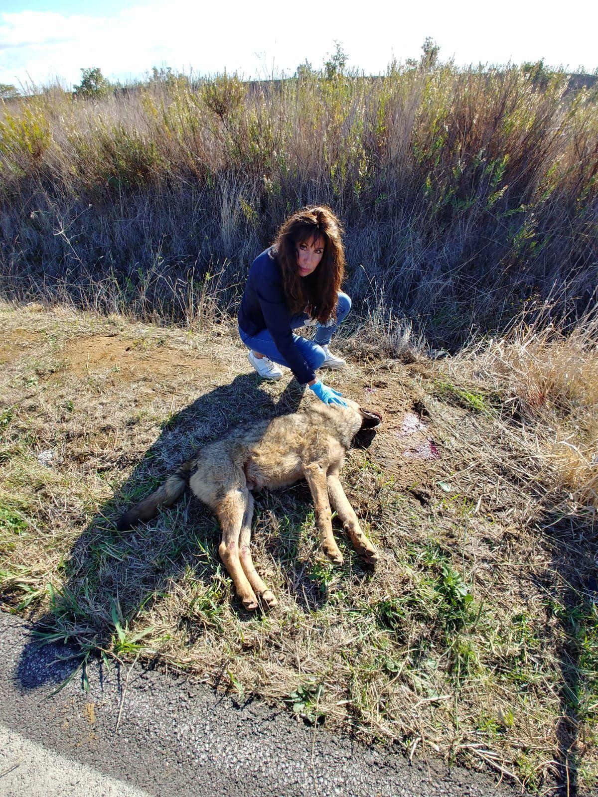 La carcassa del lupo ritrovata lungo la Castiglionese