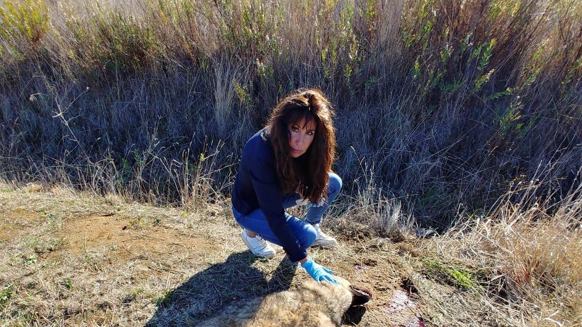 La carcassa del lupo ritrovata lungo la Castiglionese