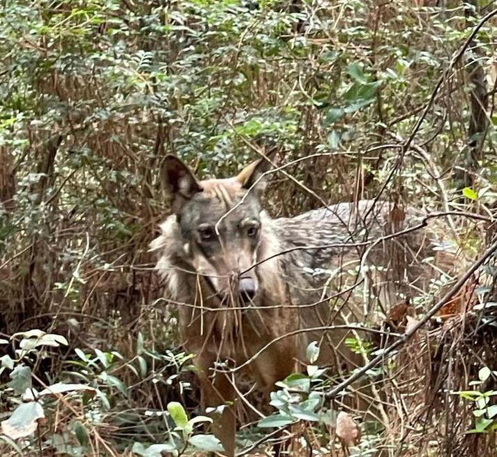 Il lupo fotografato la scorsa estate nella pineta a Marina di Cecina