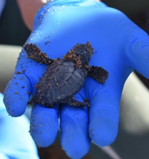 Le tartarughe di Morcone regalano alla Toscana il record di nidificazioni