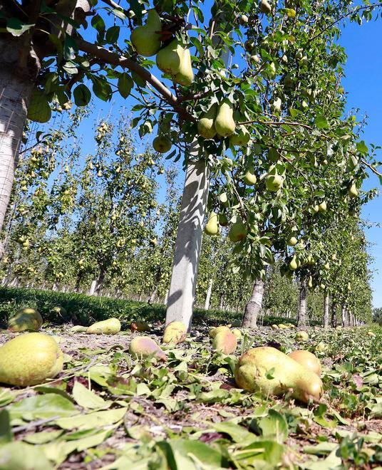 Il grido di duecento agricoltori: «Pere, perdiamo la leadership» 