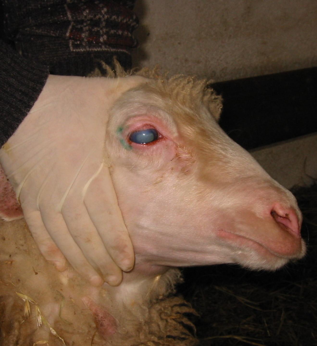 Focolaio di lingua blu, il sindaco ordina il sequestro del gregge