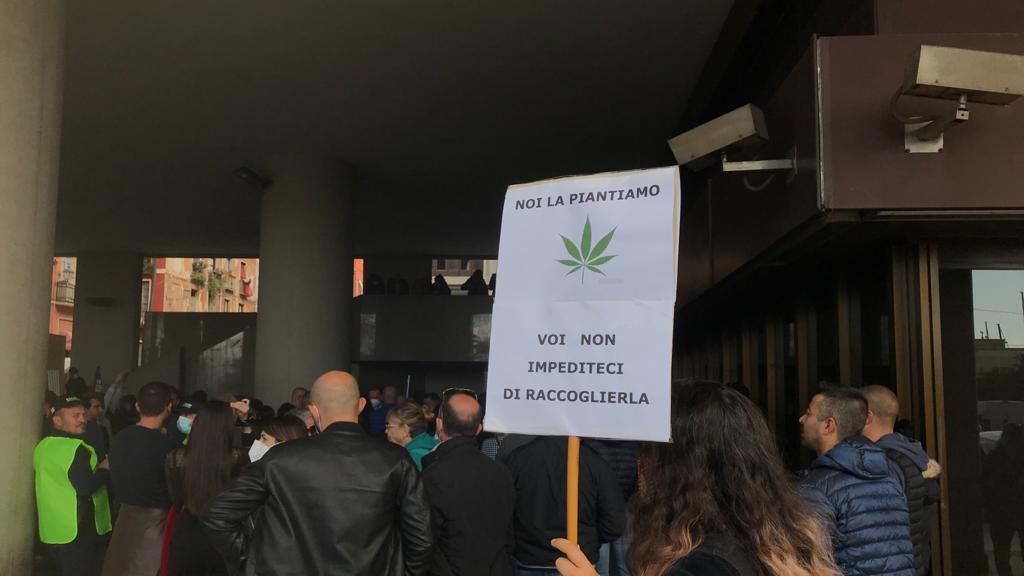 La manifestazione dei coltivatori della cannabis legale (foto Mario Rosas)