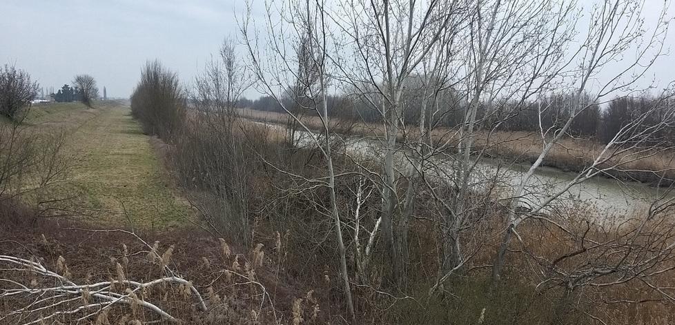 Abbattimento alberi sugli argini del Cavo I Verdi: più garanzie 