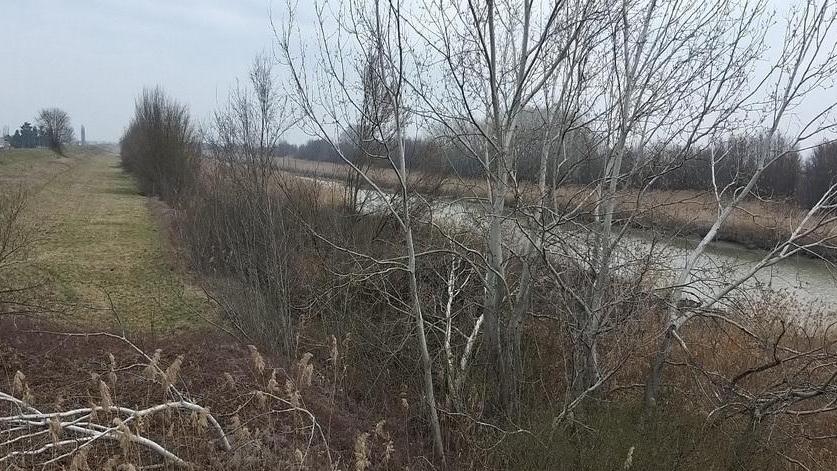 Abbattimento alberi sugli argini del Cavo I Verdi: più garanzie