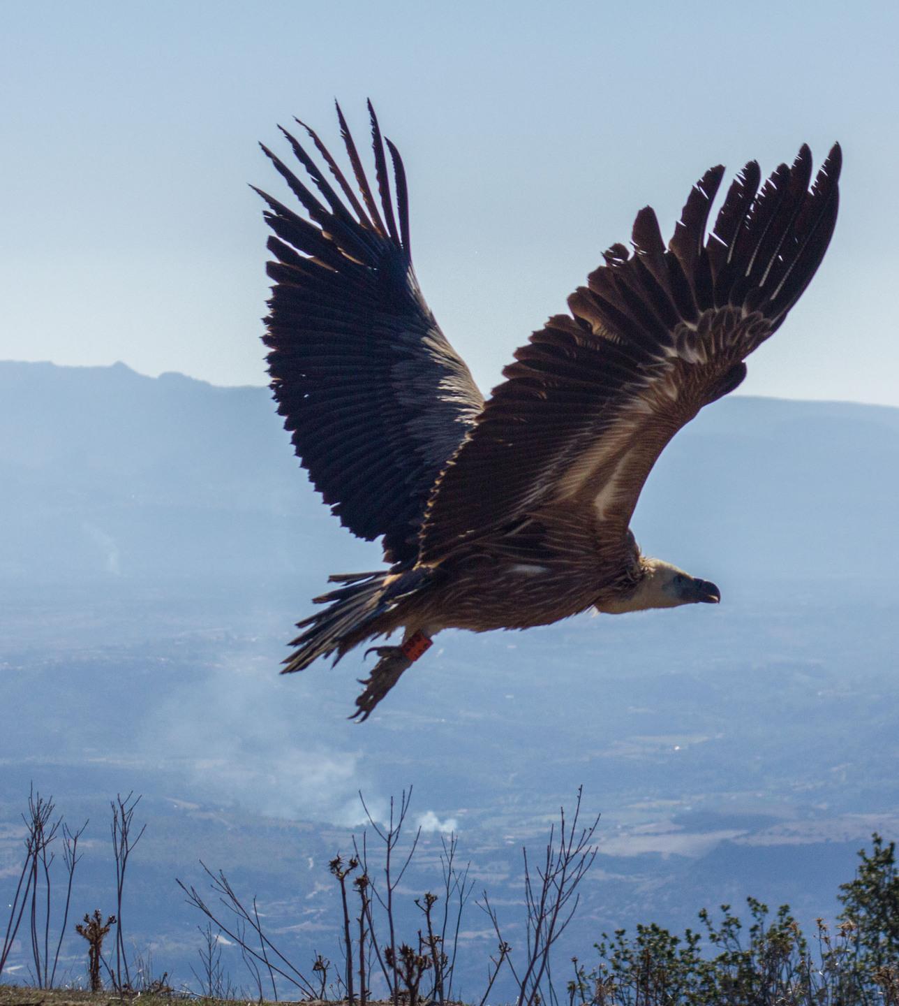 Due nuovi grifoni in volo nei cieli della Sardegna 