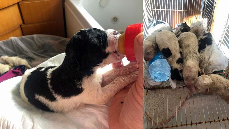 Capalbio, cuccioli nel cassonetto in condizioni disperate. Li trova e li salva una veterinaria - Video 