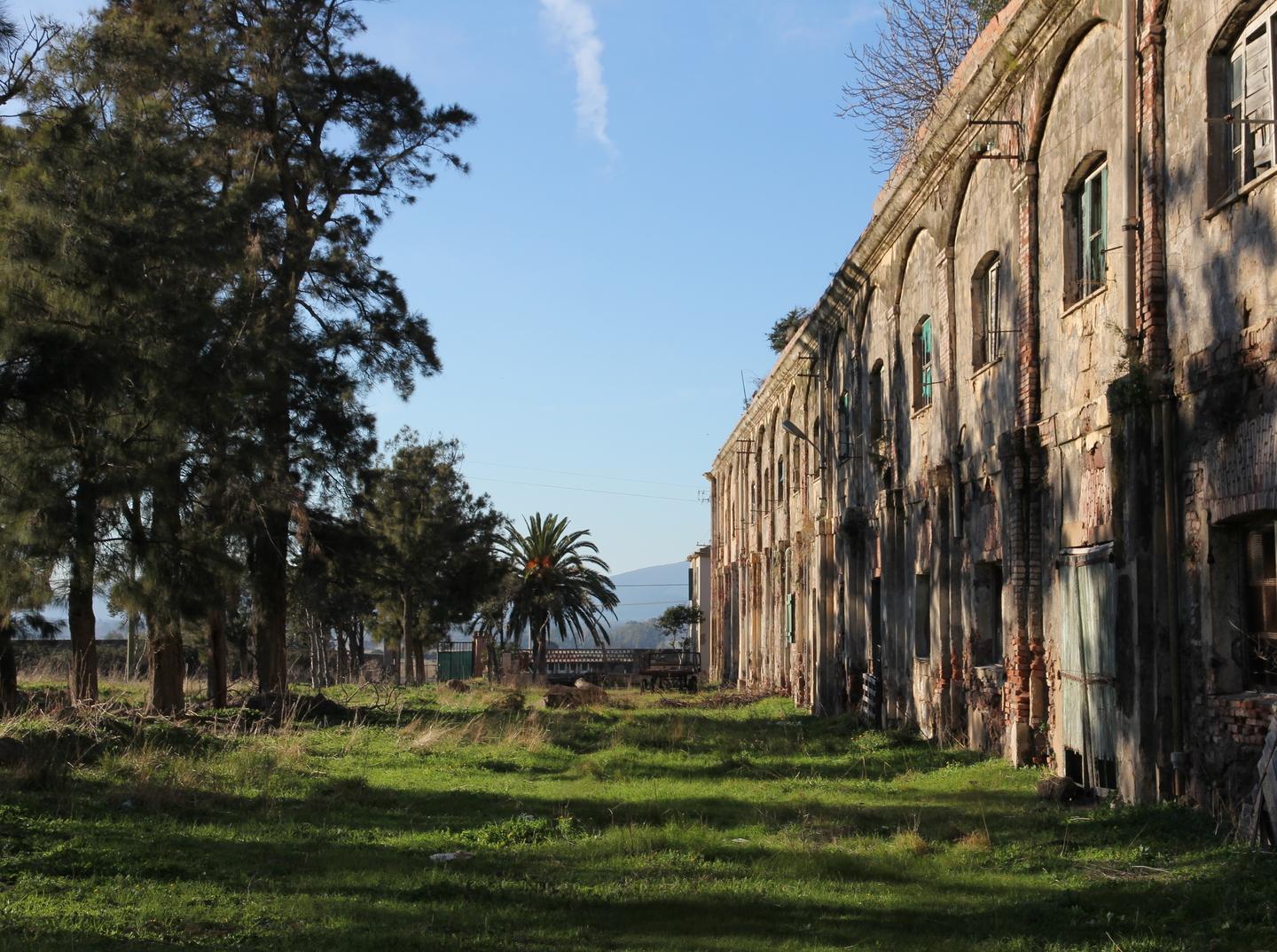 Oliveti abbandonati, progetto per recuperarli 