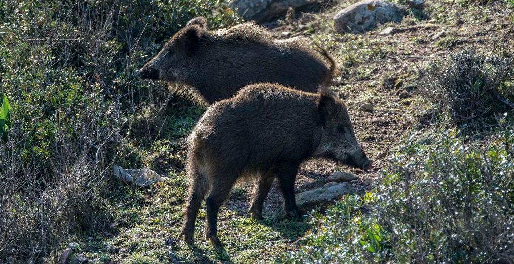 «Il Monte è in balìa di cinghiali voraci» 