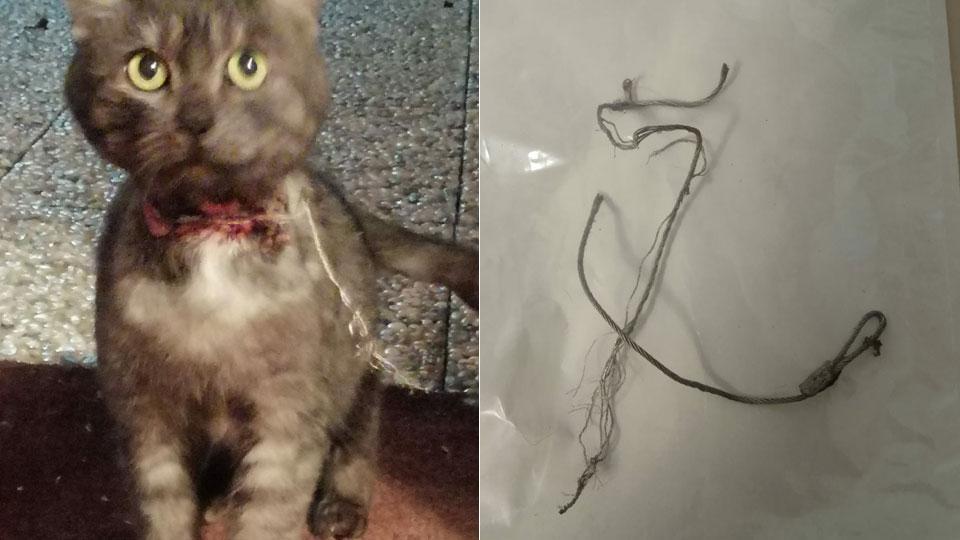  Appendono un gatto con un filo d’acciaio. Il micio ritrovato sanguinante: salvato 