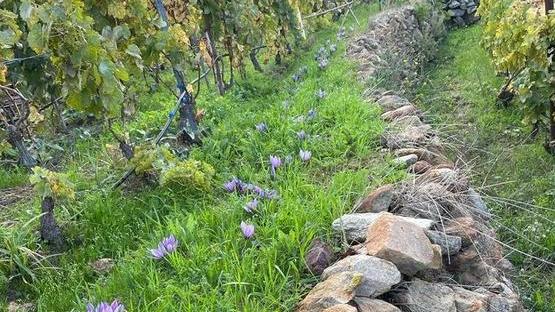 L’assessore agricoltore «Zafferano sull’isola»