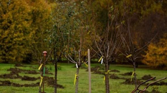 Parco Santacroce Piantate 66 specie di frutti “dimenticati”