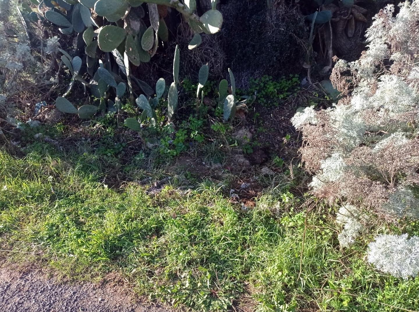 Comune e Pegaso ripuliscono l’agro di Sorso 