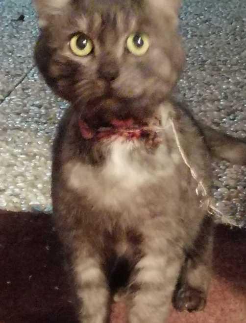 Gatto torturato, parte la denuncia dell’associazione Liv