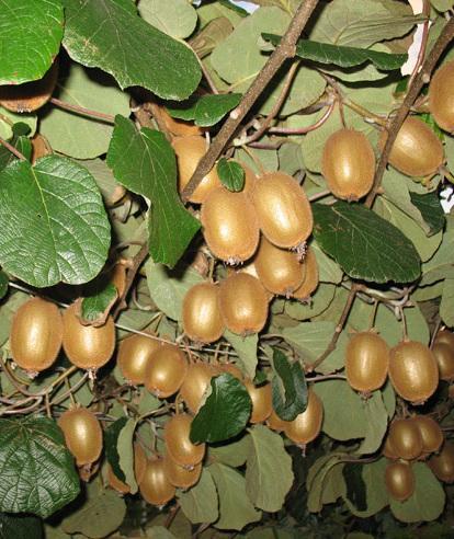 Kiwi, annata nera Rese in picchiata per le gelate tardive 