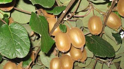 Kiwi, annata nera Rese in picchiata per le gelate tardive