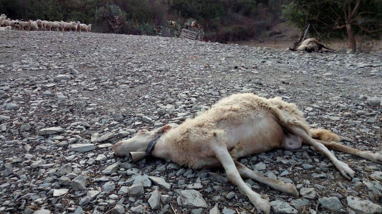 La Lingua blu ha colpito un terzo degli ovini sardi