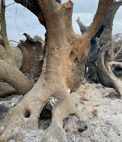 Il Montiferru ancora senza soldi 