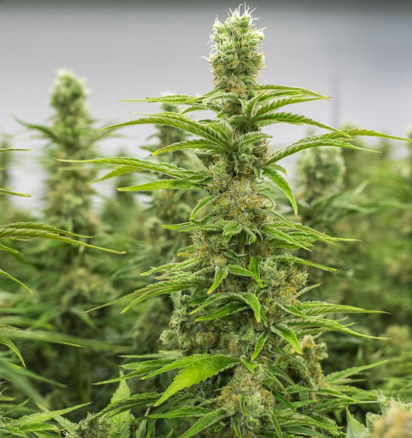 Marijuana in un ovile nuovo blitz nel Goceano 