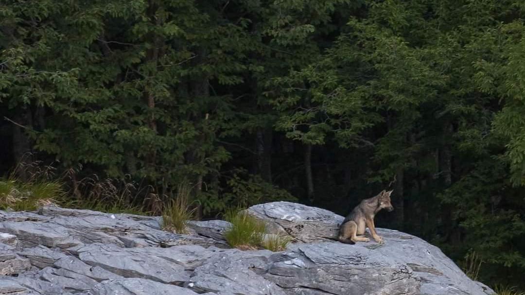 Nuovi avvistamenti di lupi nella zona di Seravezza: «Ora gli animali arrivano fino ai paesi»