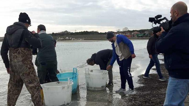 Comacchio. Alla scoperta del mistero che porta le anguille fino al Mar dei Sargassi