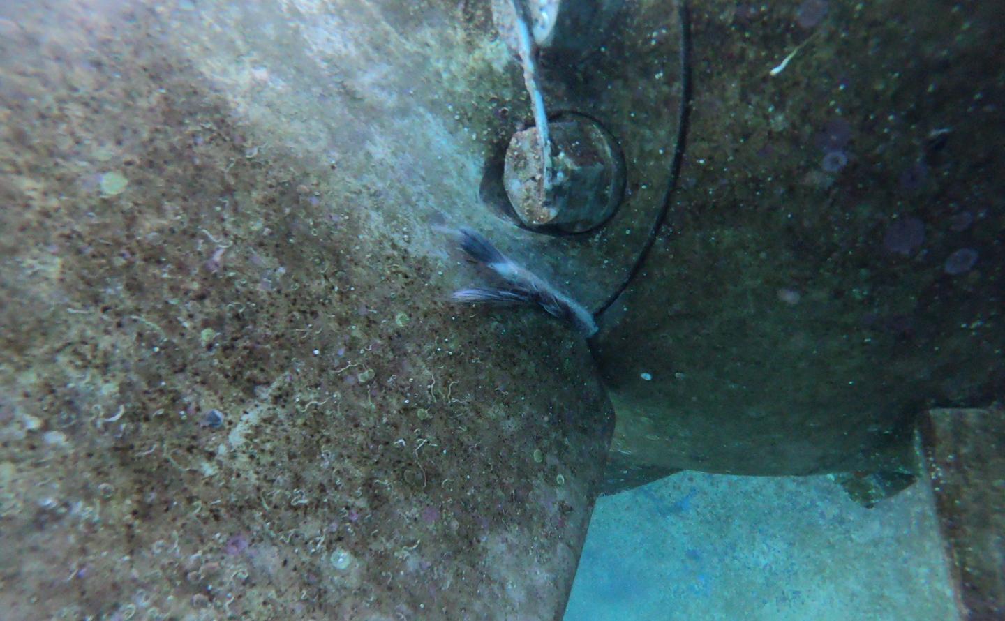 Il Moby Bastia fermato da spezzoni di cime e reti 