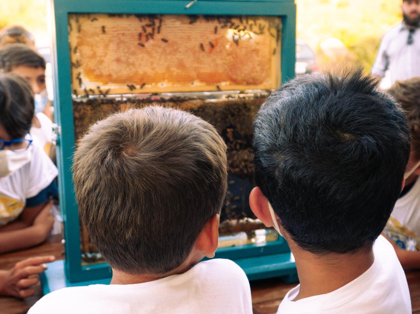 Api a rischio, ci pensano i bambini 