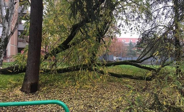 Paura per un albero crollato all’ingresso della “Marco Polo” 