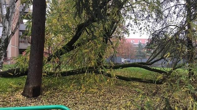 Paura per un albero crollato all’ingresso della “Marco Polo”