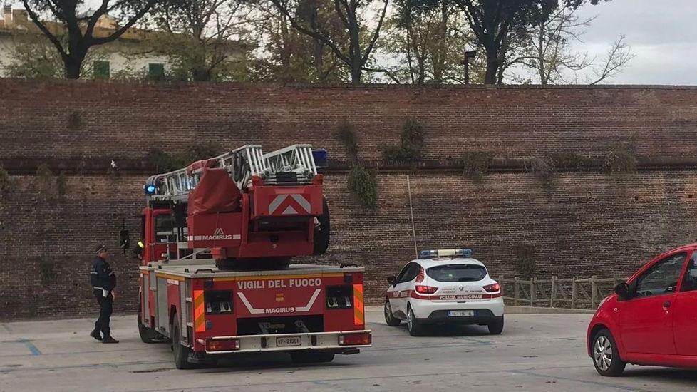 Caccia ai calabroni Municipale e vigili setacciano il centro
