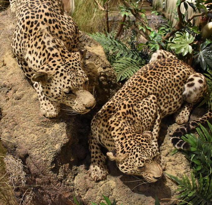 Apre la Sala della Biodiversità del Museo di Storia Naturale