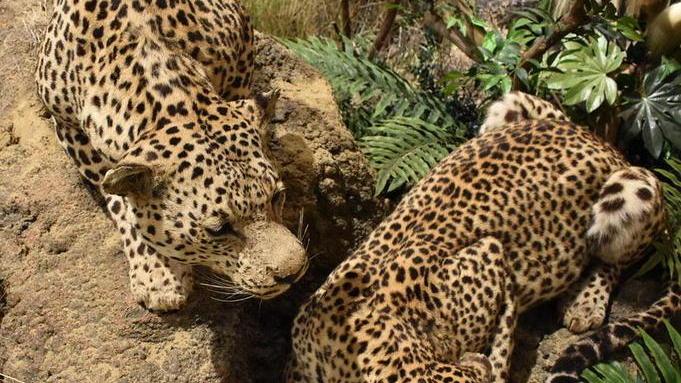 Apre la Sala della Biodiversità del Museo di Storia Naturale