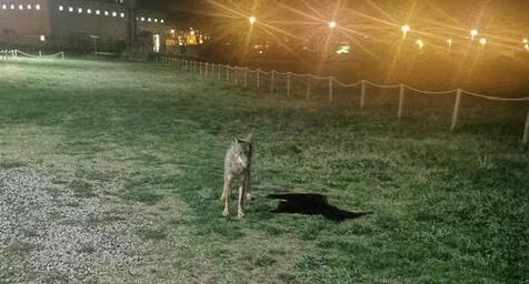 Altri avvistamenti del lupo a Cecina, il sindaco: «Non gli date da mangiare» 