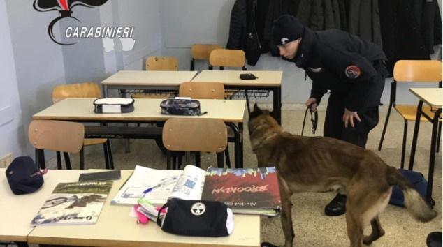 Il cane anti-droga dei carabinieri