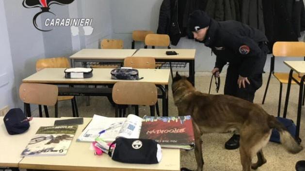 Il cane anti-droga dei carabinieri