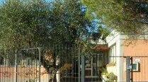 Sei nuovi alberi da frutto nella scuola di Casa del Duca