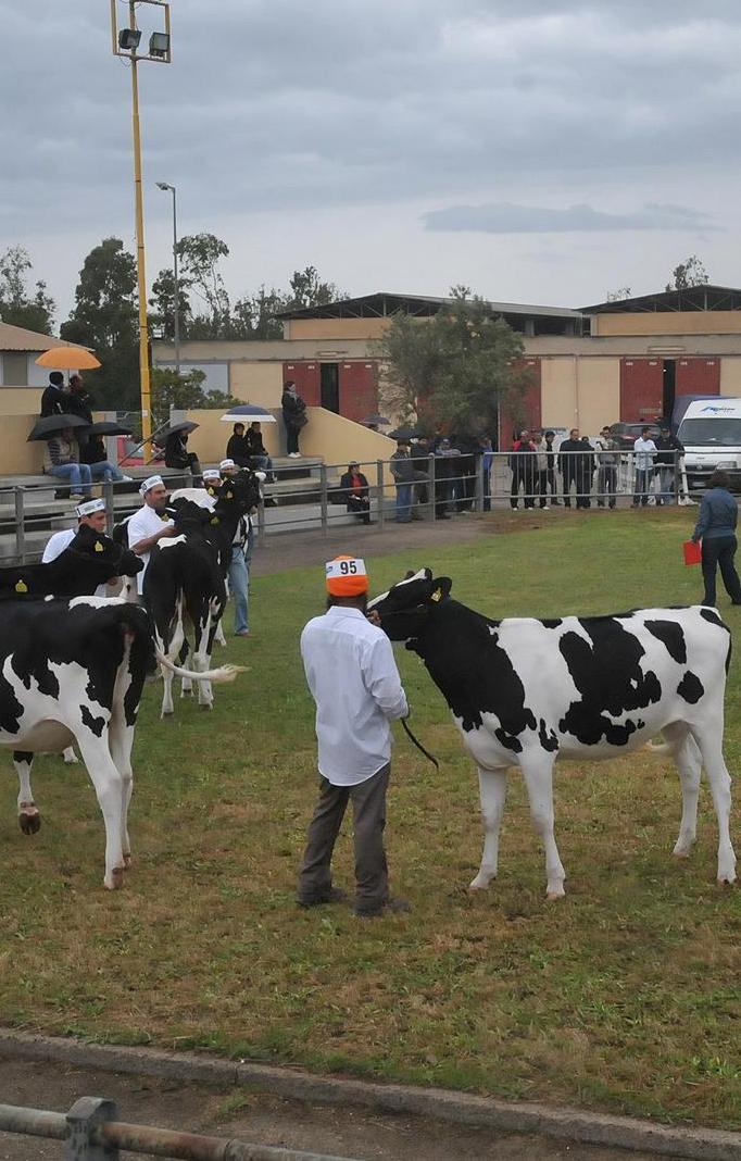 Arborea torna la fiera dei bovini di razza 